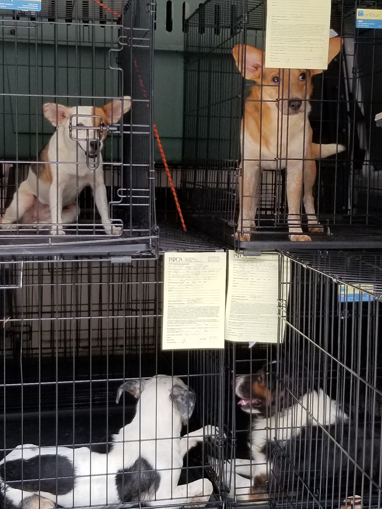 Lancaster dog raid 2.jpg